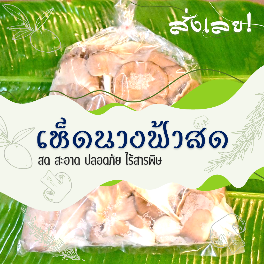 เห็ดนางฟ้าสหกรณ์