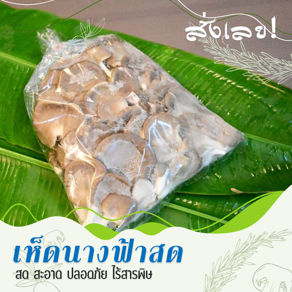 เห็ดนางฟ้าสหกรณ์