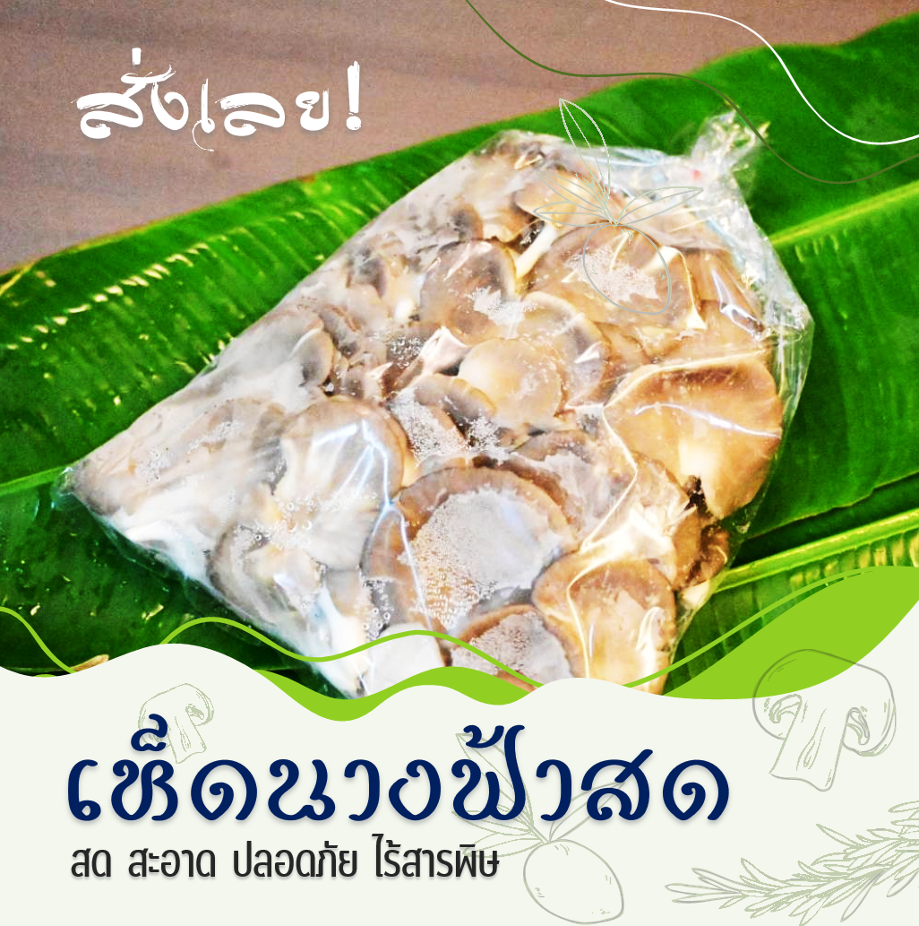 เห็ดนางฟ้าสหกรณ์