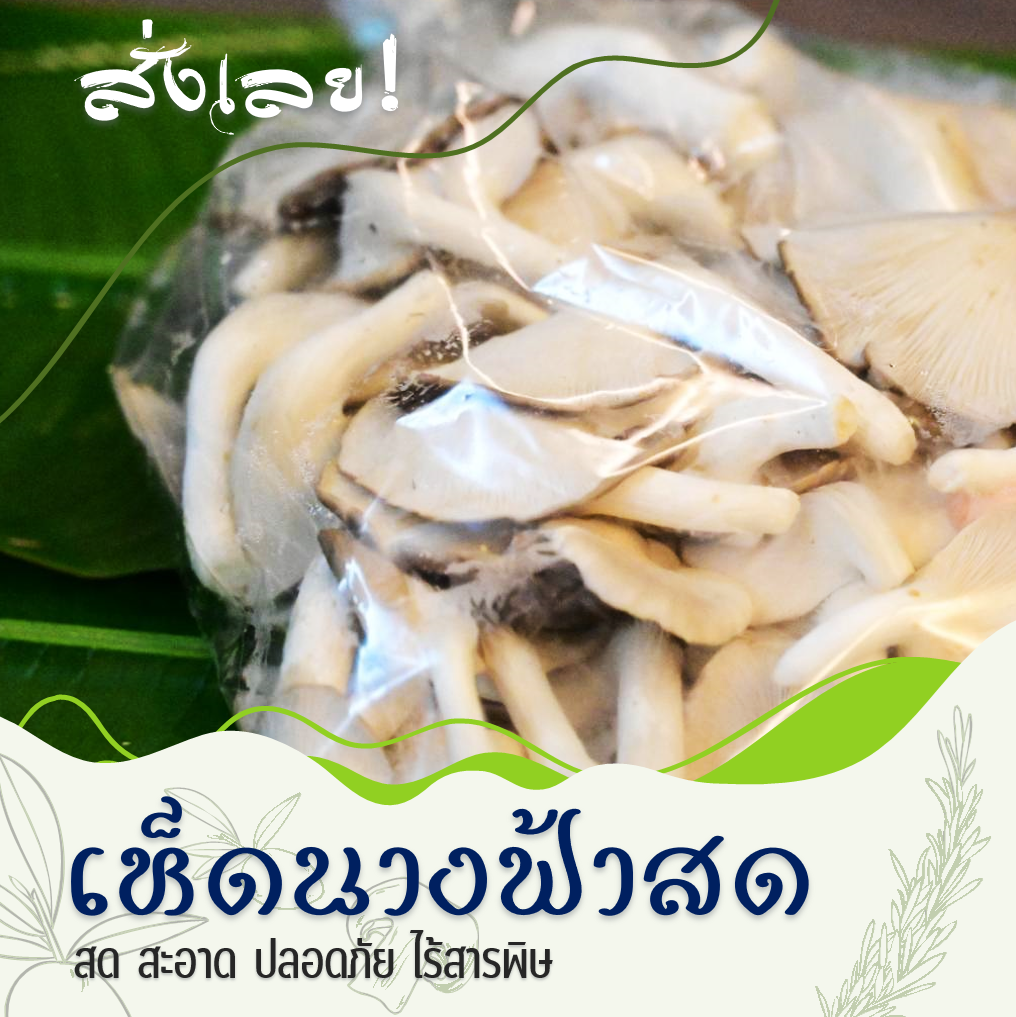 เห็ดนางฟ้าสหกรณ์