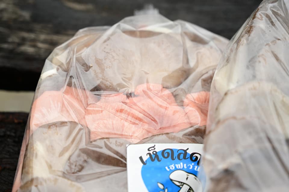 เห็ดสดสหกรณ์ (2)